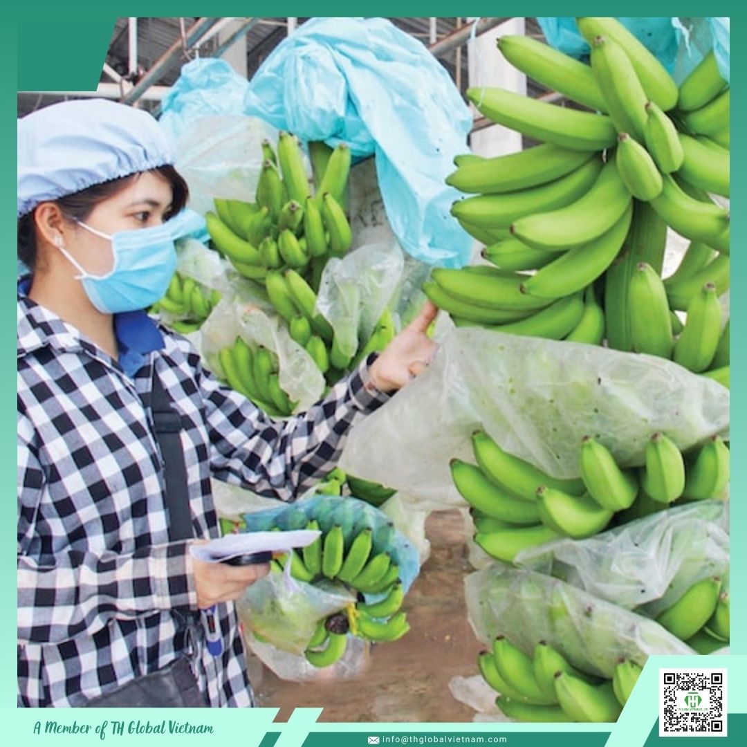 Green fresh Cavendish banana hands