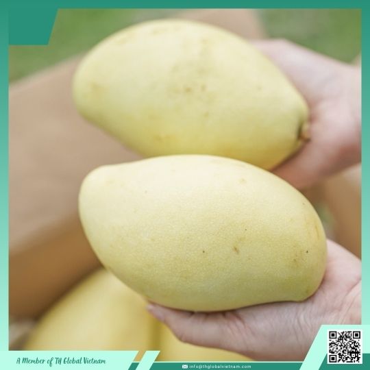 Vietnam Kaew Mango
