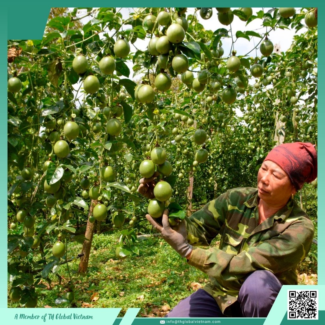 purple passion fruit fresh harvest
