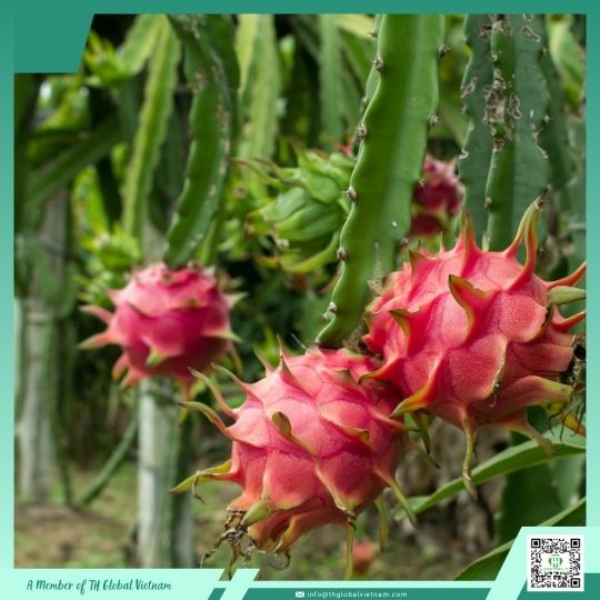 ripe dragon fruit vietnam ripe dragon fruit vietnam