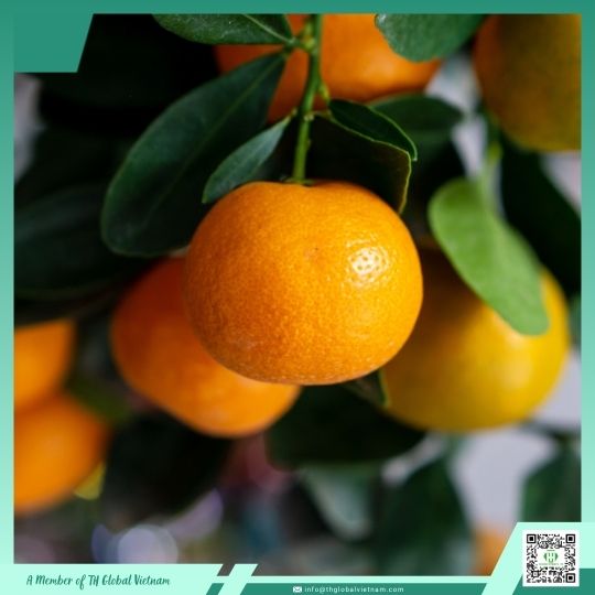 ripe orange vietnam