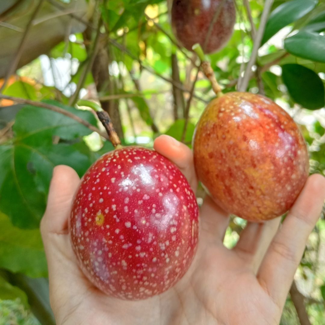 Fresh Passion Fruit 4 Fresh Passion Fruit 4