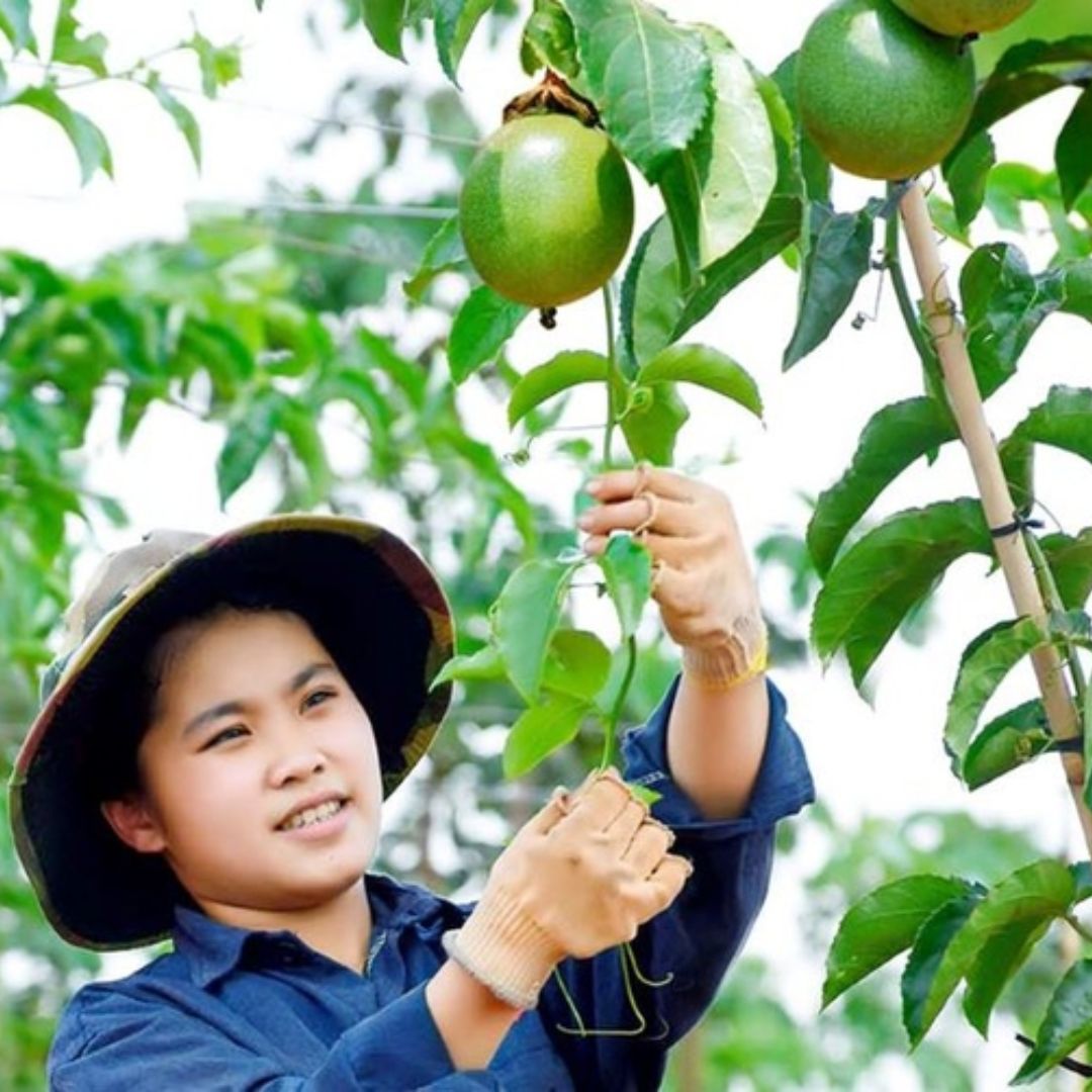 passion fruit harvest