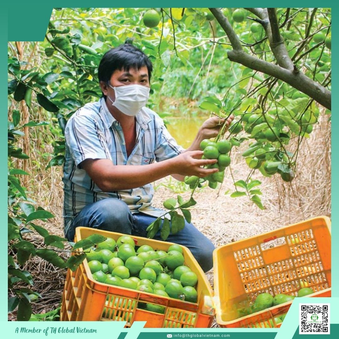 Fresh seedless lime from Vietnam Fresh seedless lime from Vietnam