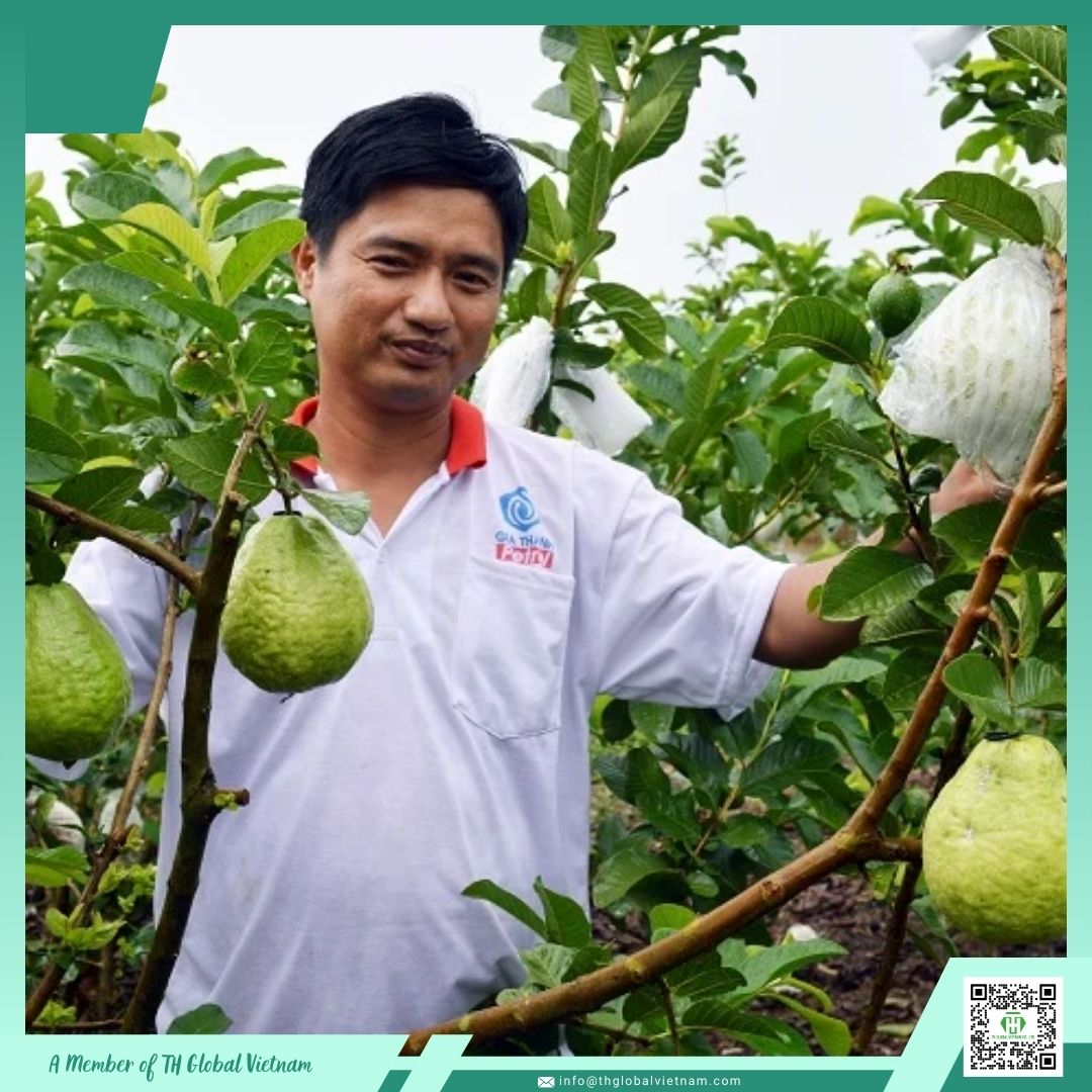 fresh guava from Vietnam