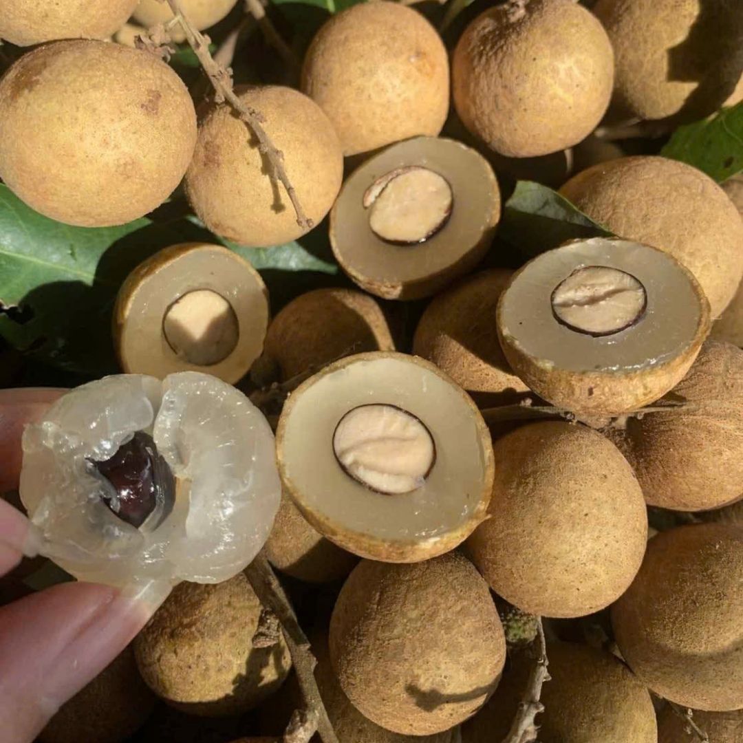 fresh longan 3