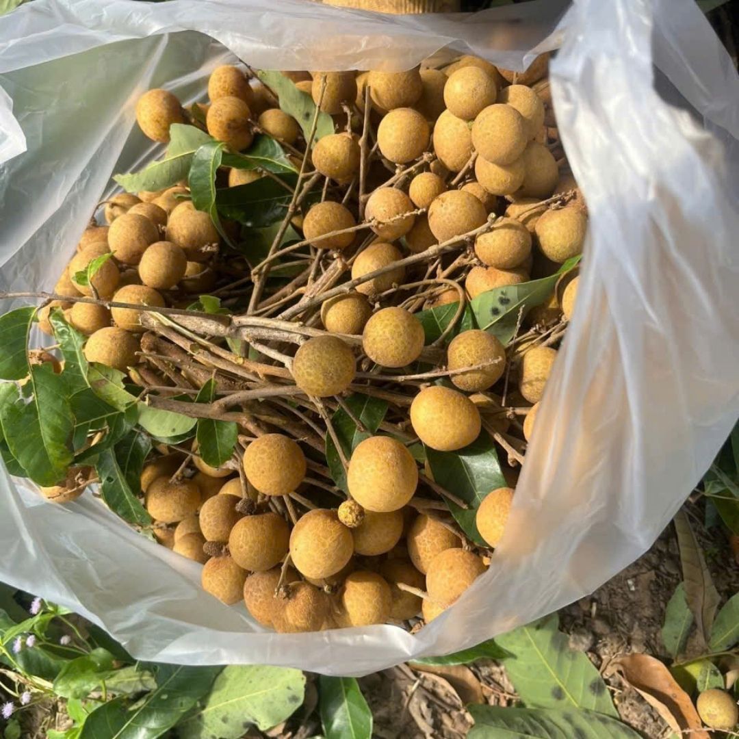 fresh longan 6
