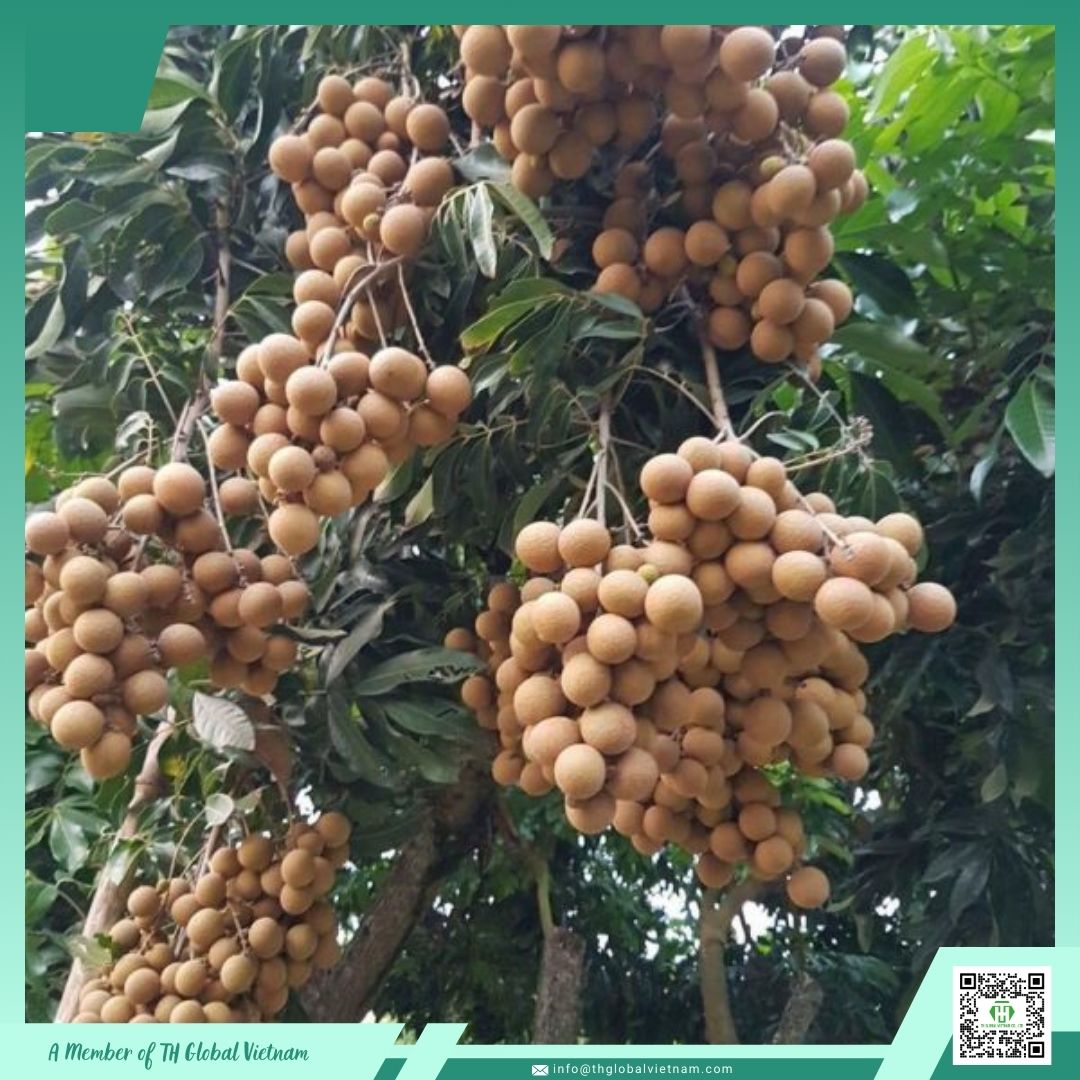 fresh longan from Vietnam fresh longan from Vietnam