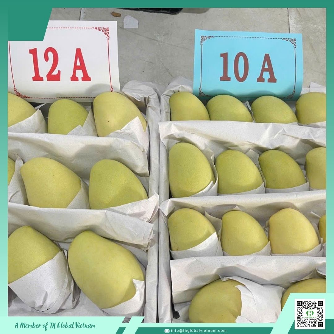 fresh mango export packaging