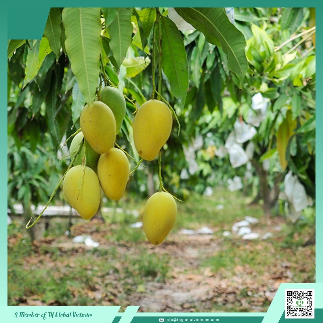 fresh mango from Vietnam