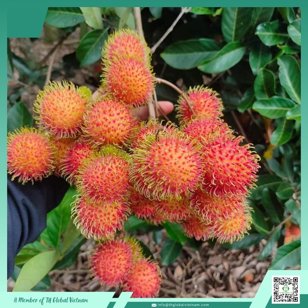 fresh rambutan from Vietnam