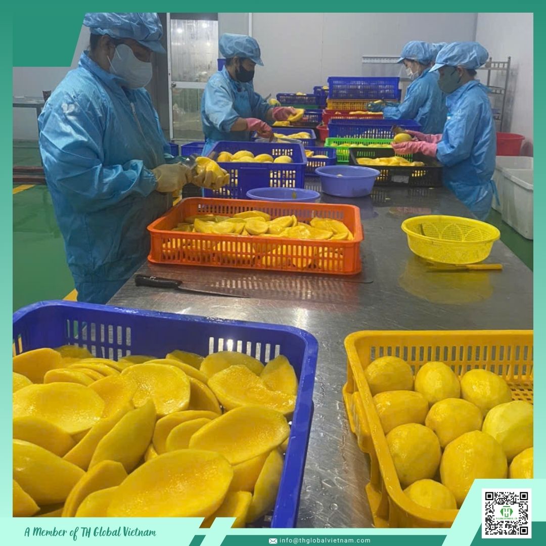 iqf mango processing vietnam