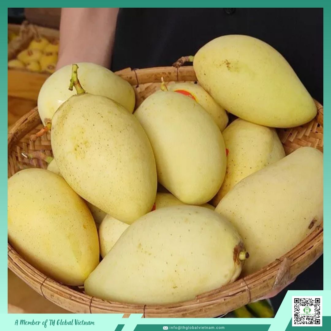 Vietnam Mango Raw Material Supply