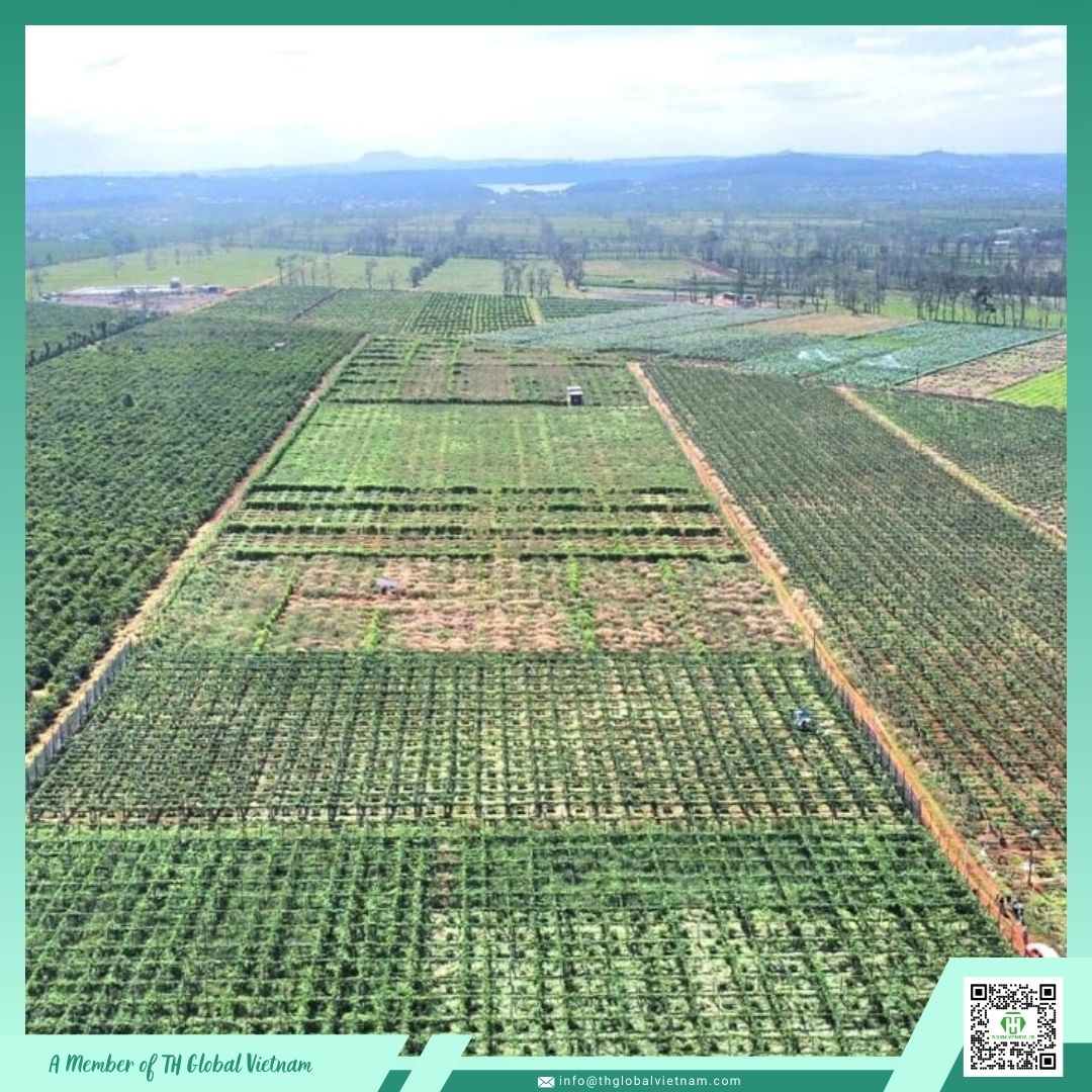 vietnam passion fruit central highlands lam dong farm