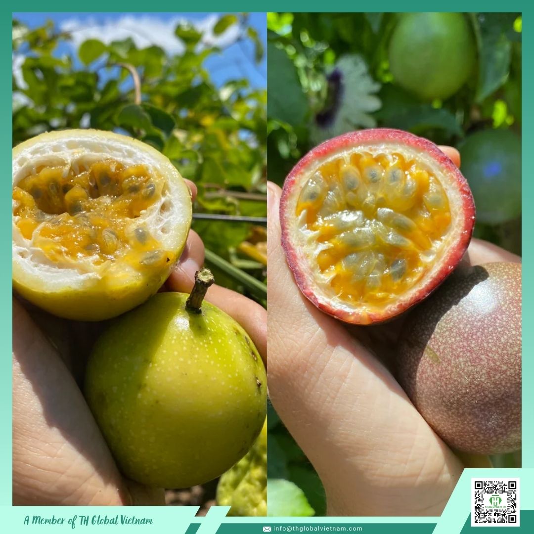 vietnam passion fruit harvest ripeness indicators