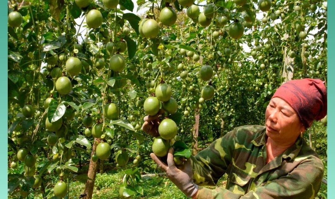 vietnam passion fruit spring summer harvest