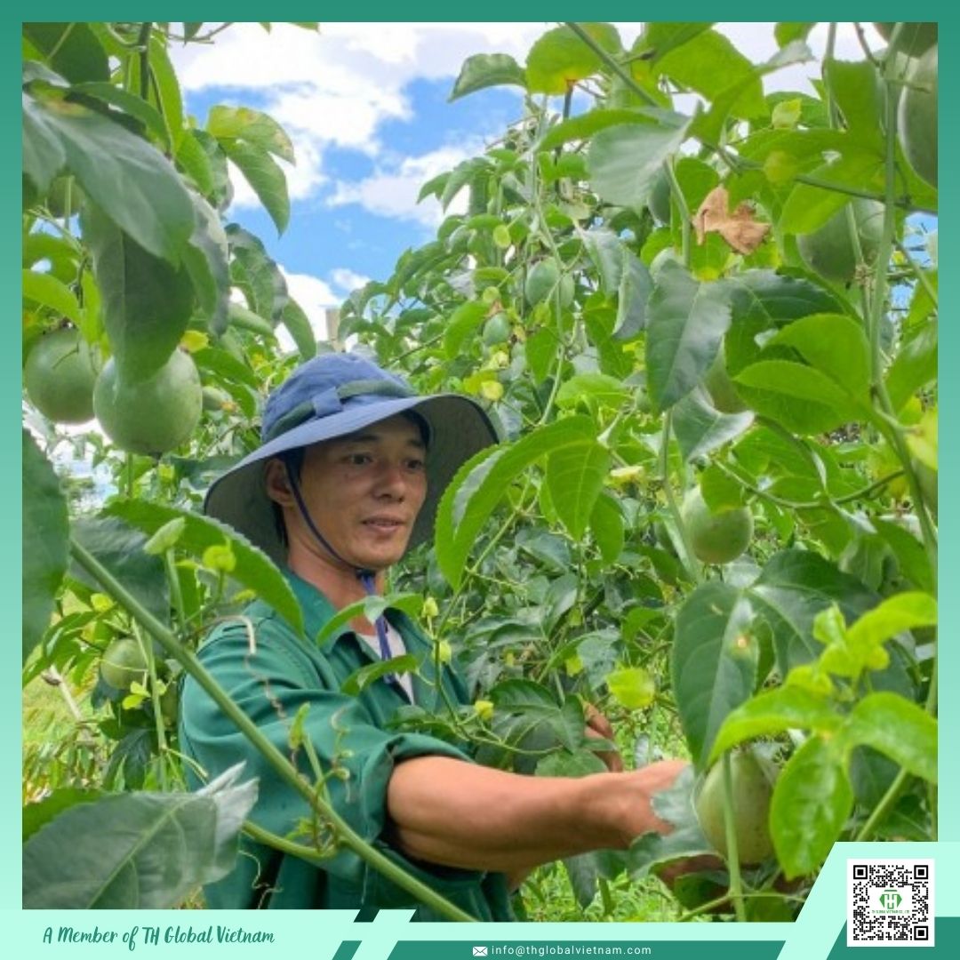 passion fruit farm vietnam