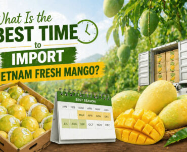 Best time to import fresh vietnam mango