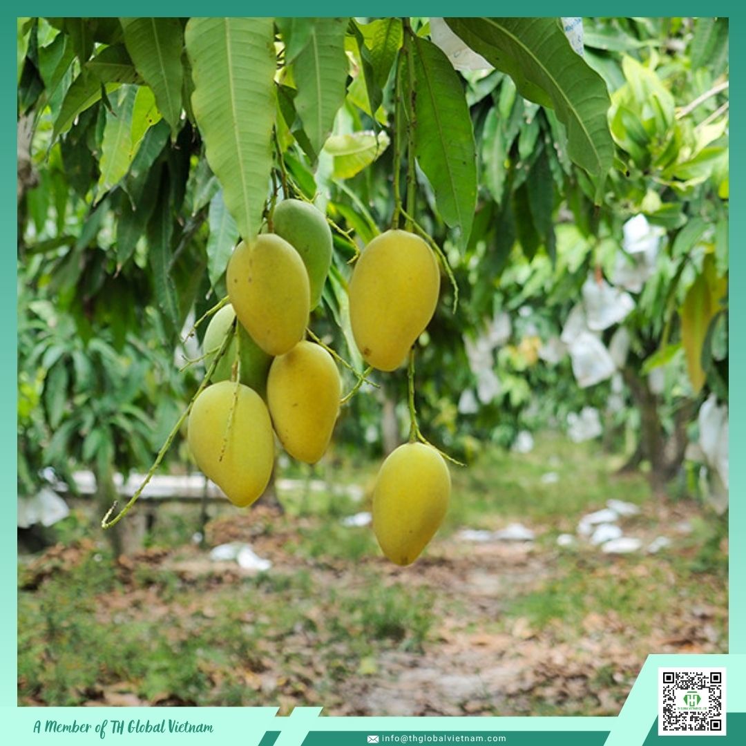 Mango Harvest Vietnam Mango Harvest Vietnam