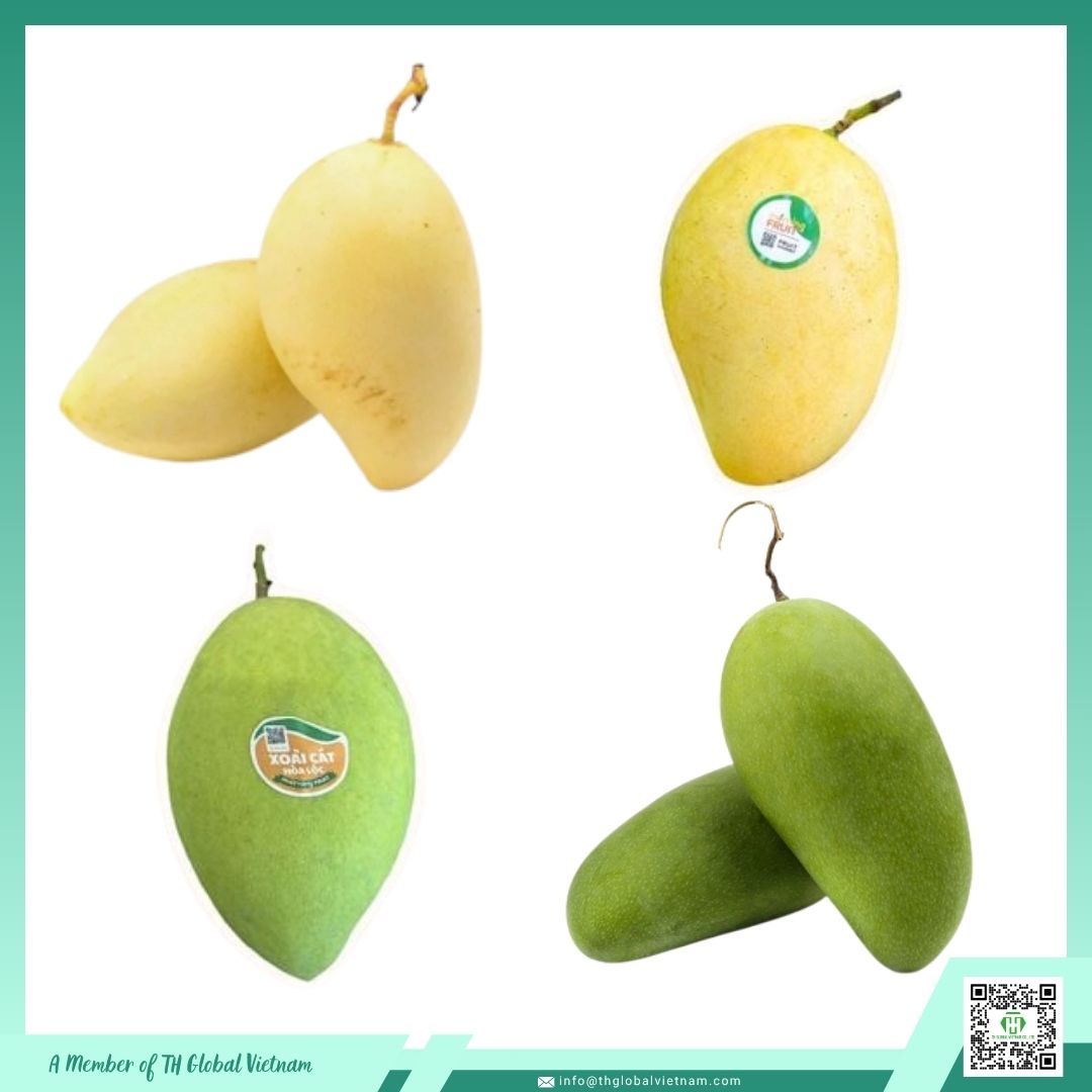 Vietnam Mango Types 4 types of Vietnam fresh mango