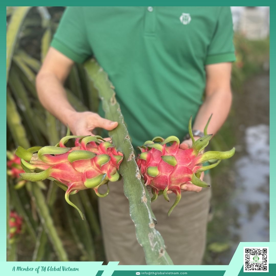 White flesh Dragon Fruit